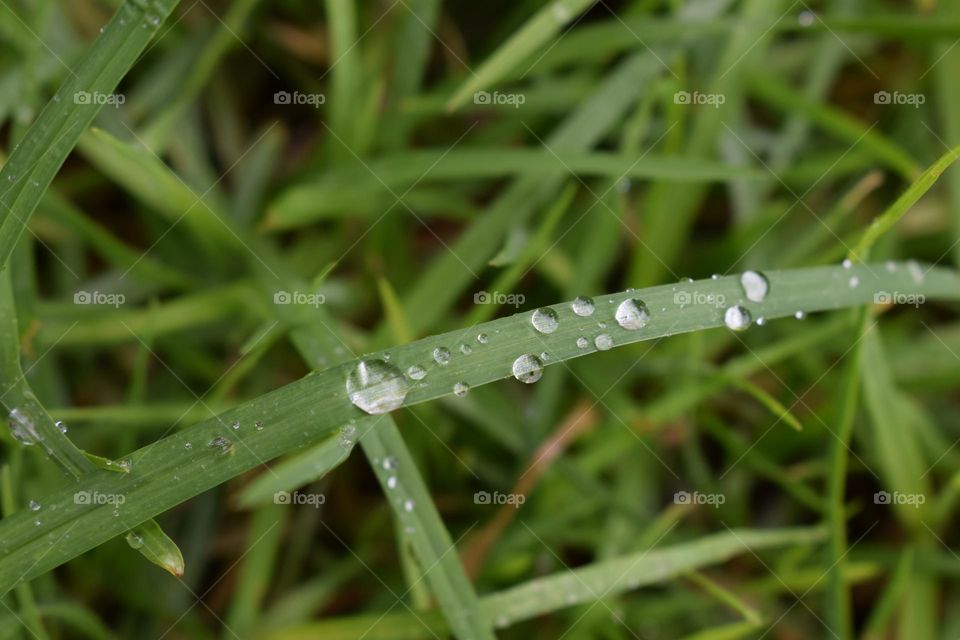 Raindrops on the grass