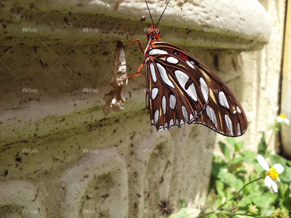 Close-up of butterfly