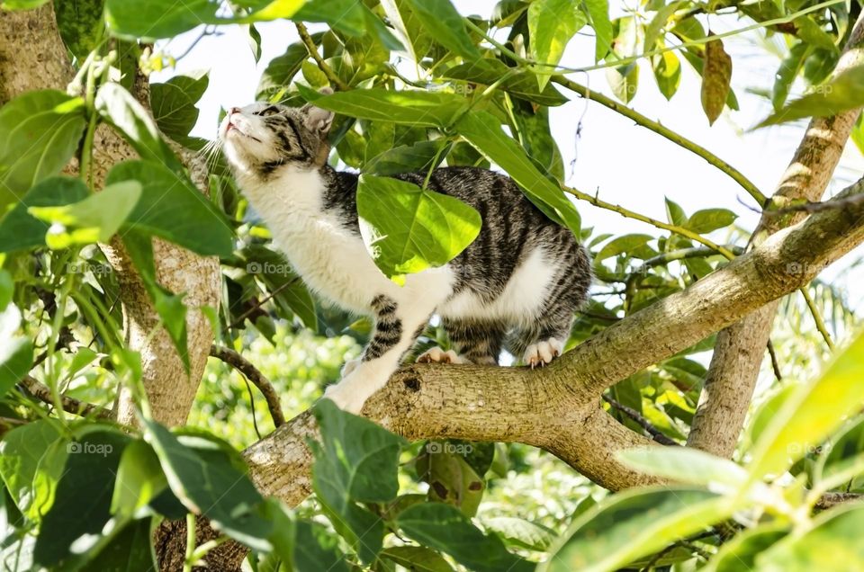 Cat In Avocado Tree