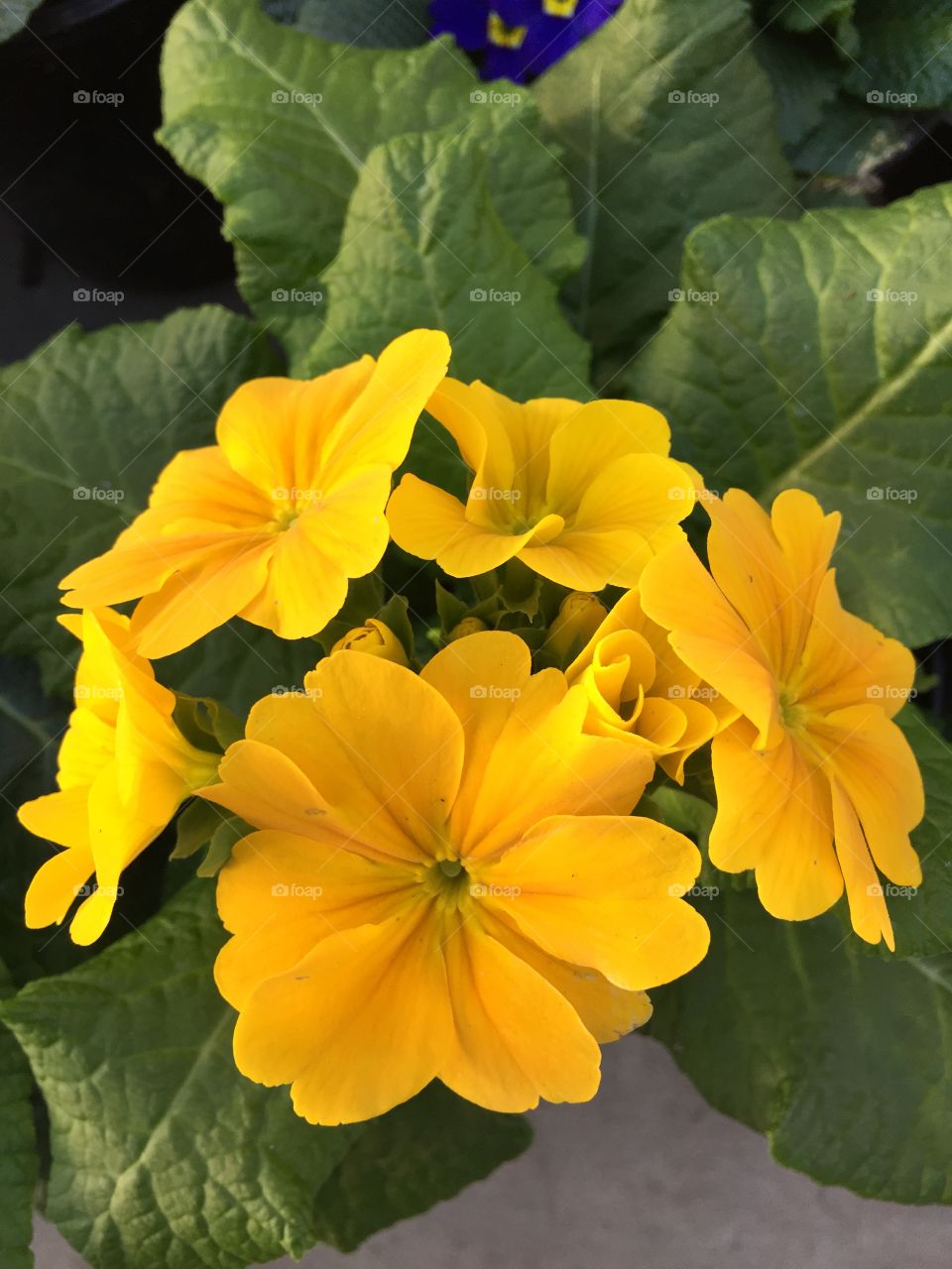 Yellow
Flower