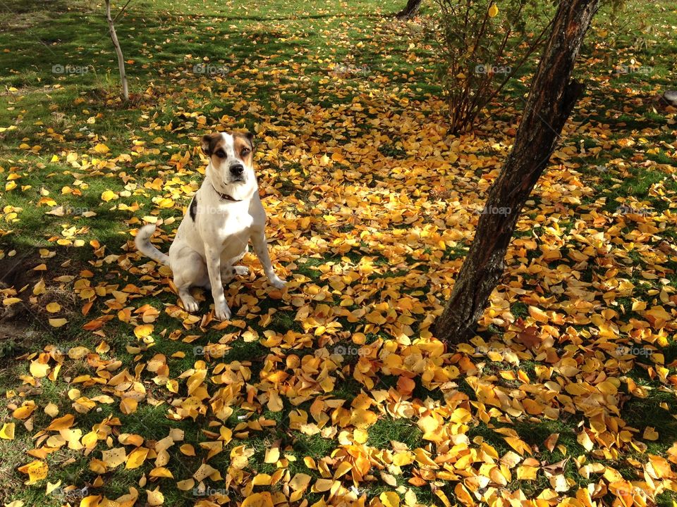 Fall, Leaf, Nature, Dog, No Person