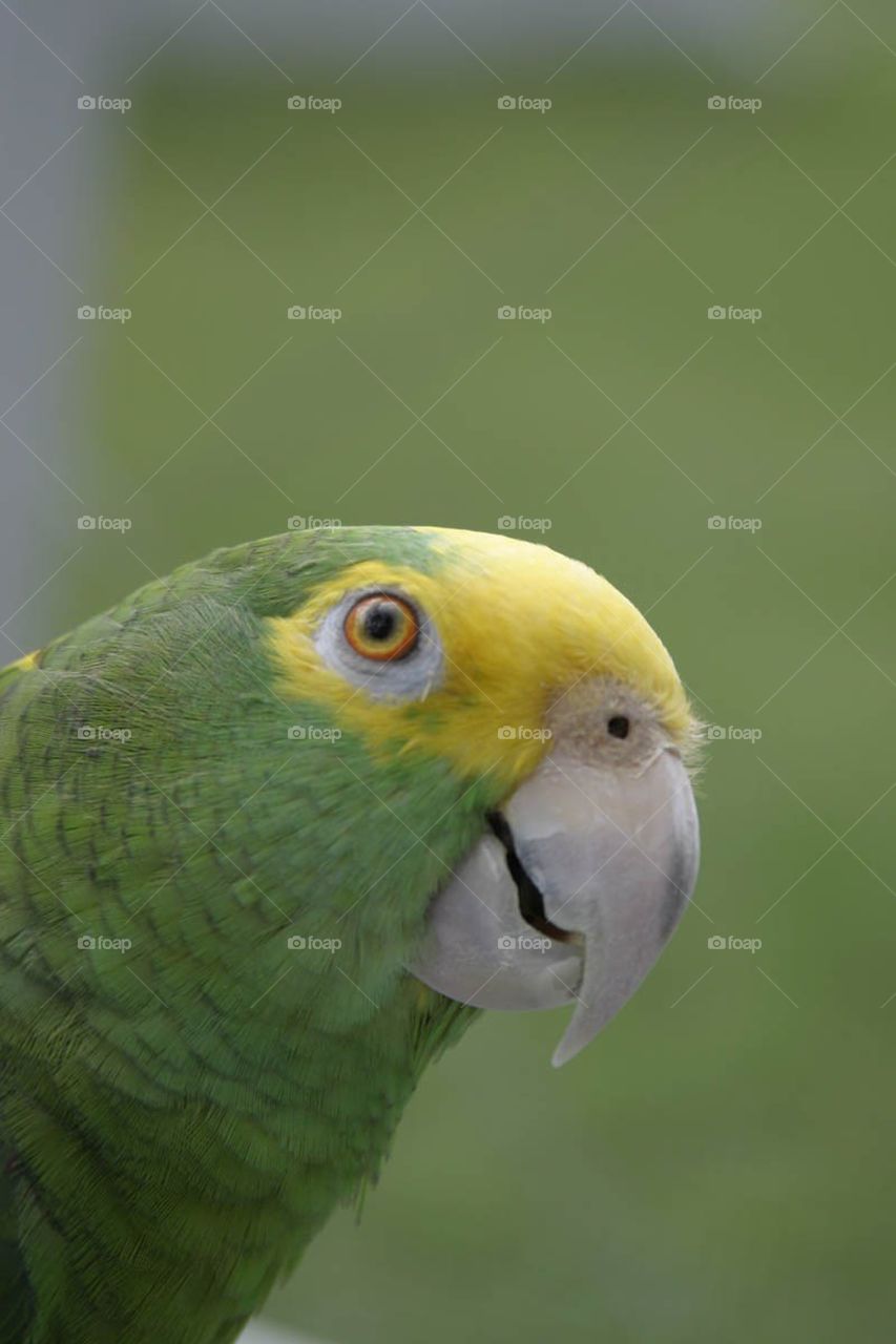Amazon Parrot