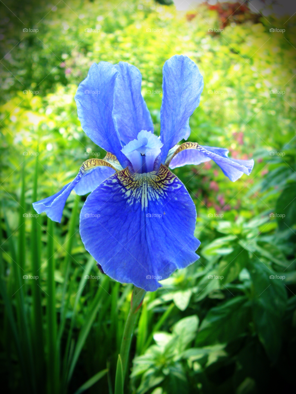 garden nature flower blue by wickerman6666