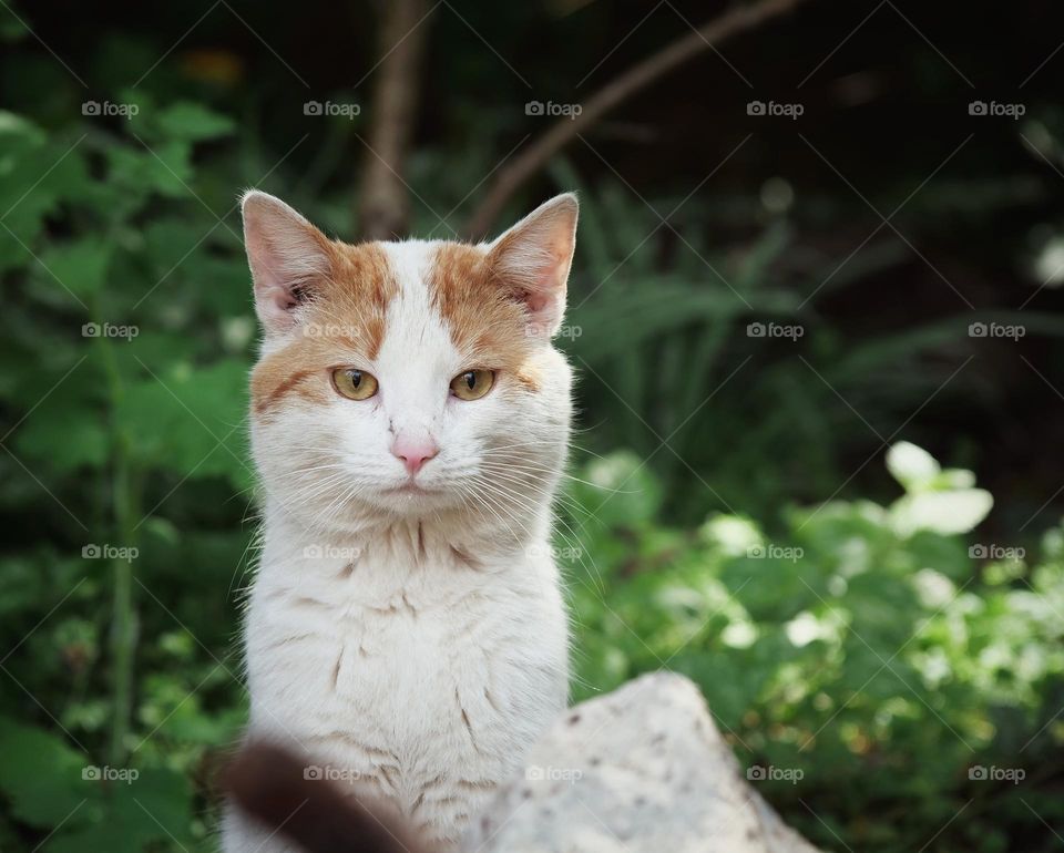 Portrait of ginger cat