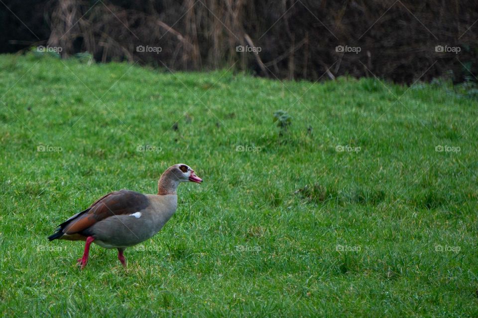 Egyptian goose on green grass