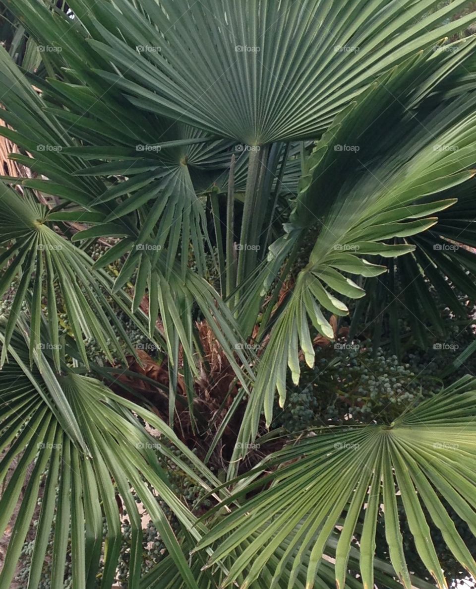 Palms up. Close up of palm tree