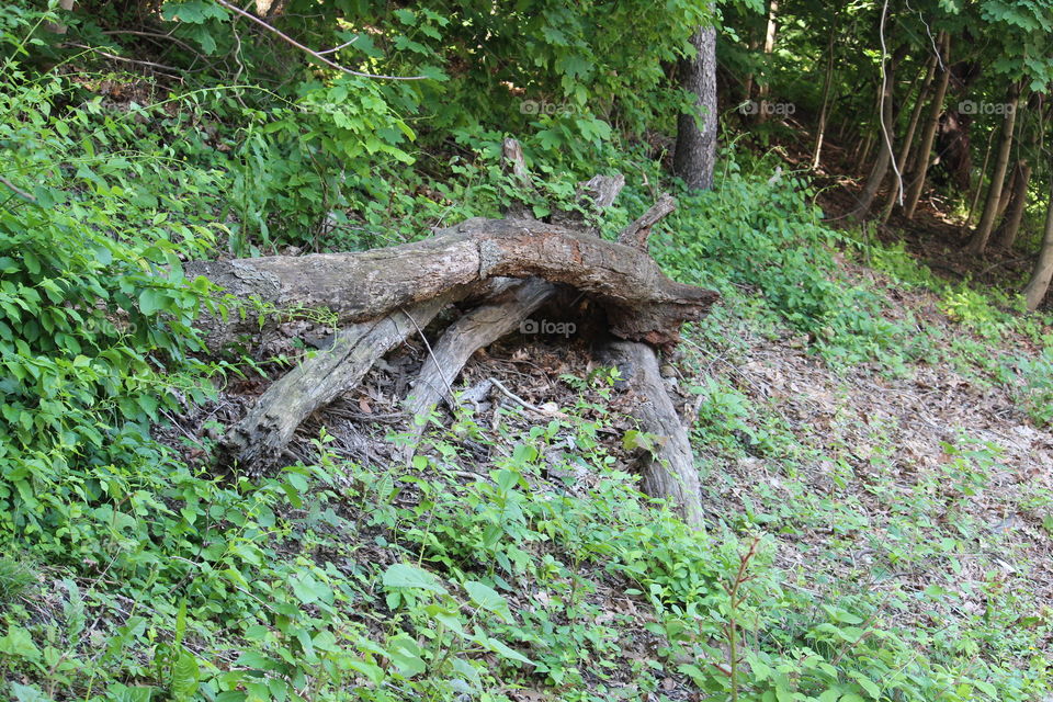 Tree stump in Fairmount Park