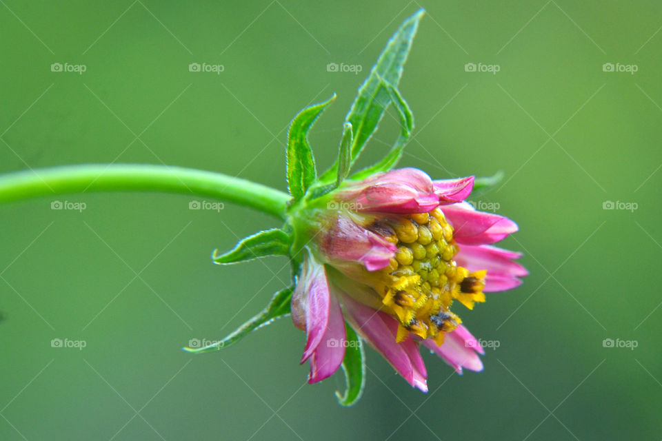 in Indonesia the flower is name the kenikir flower 