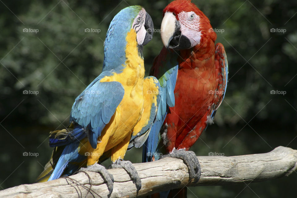 THE MACAUS AT SYDNEY TARONGA ZOO AUSTRALIA