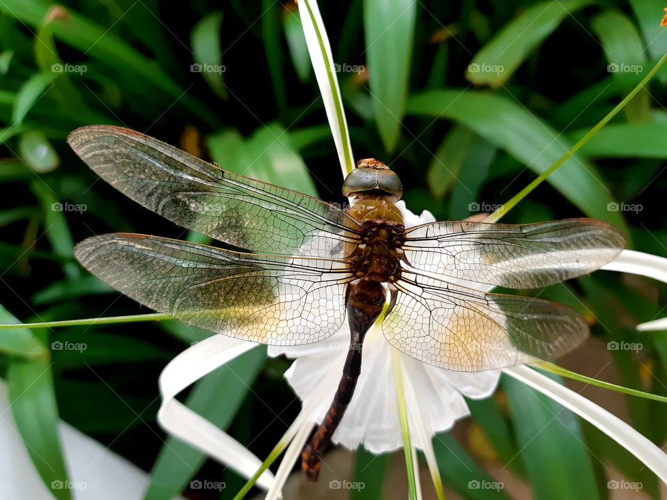 Dragonfly ( බත් කූරා)