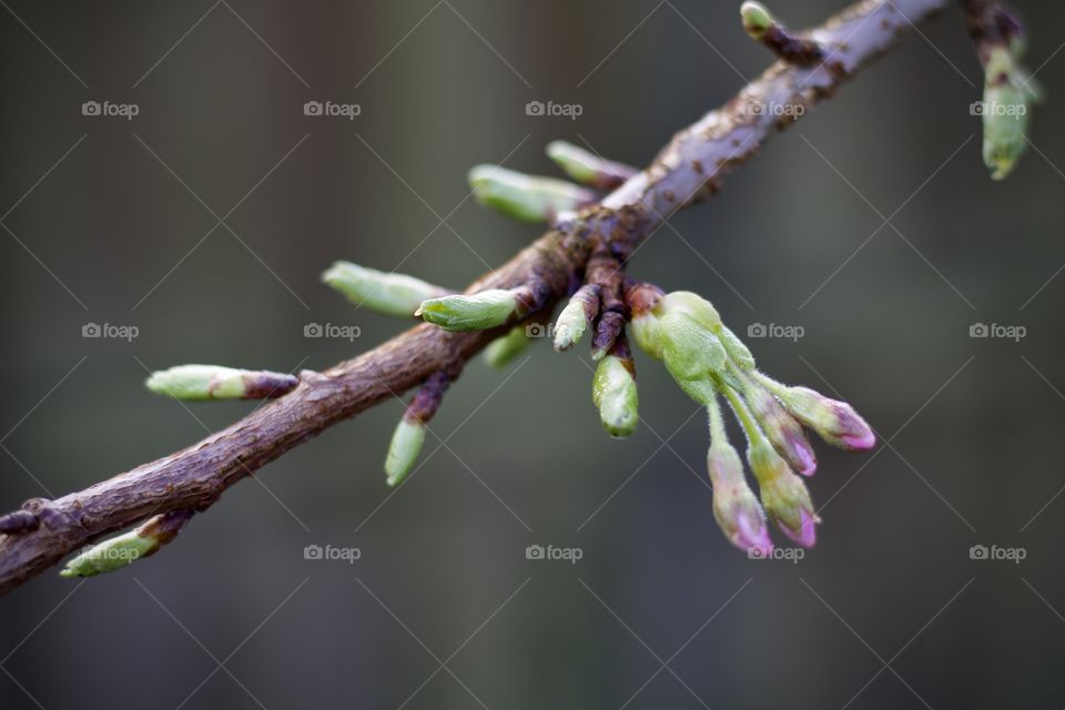 Spring is here - blossom buds
