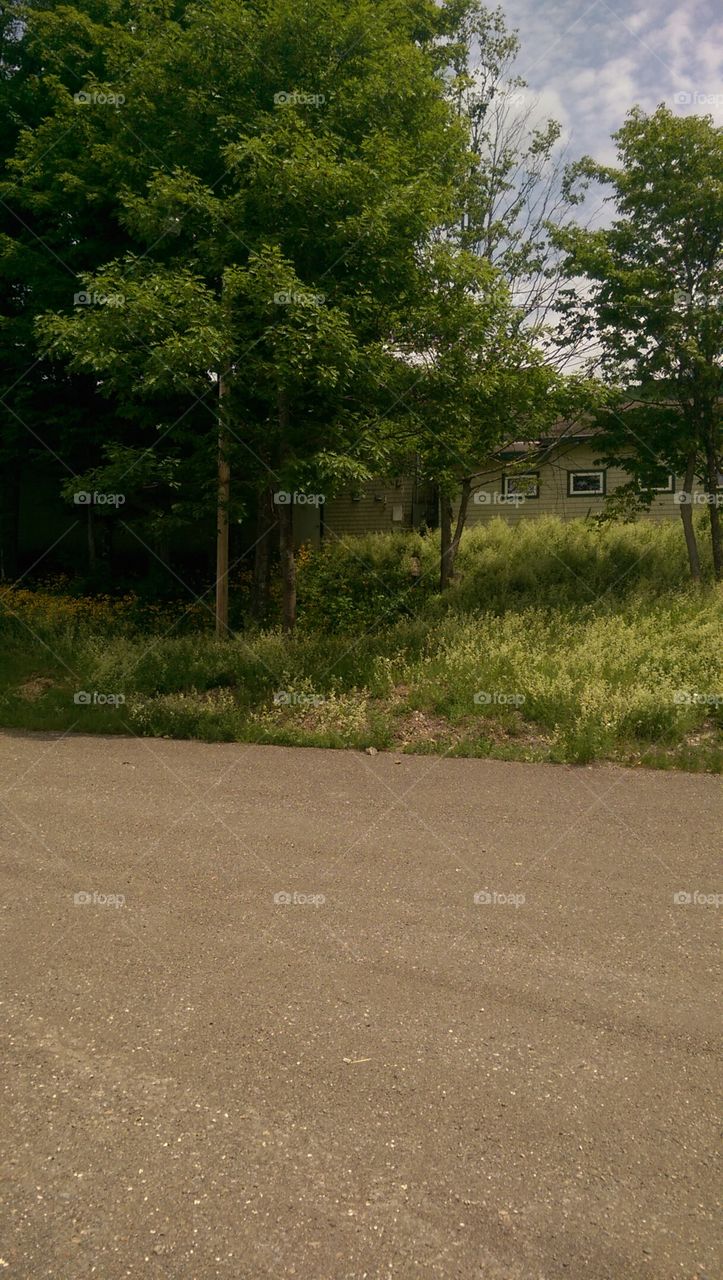 Tree, Landscape, No Person, Road, Environment