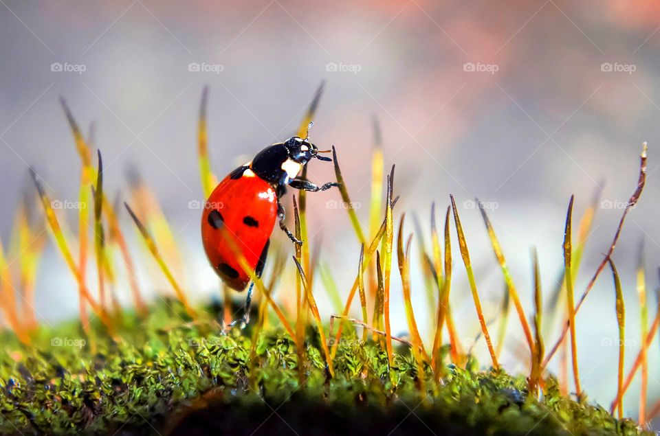 Macro world, Ladybird