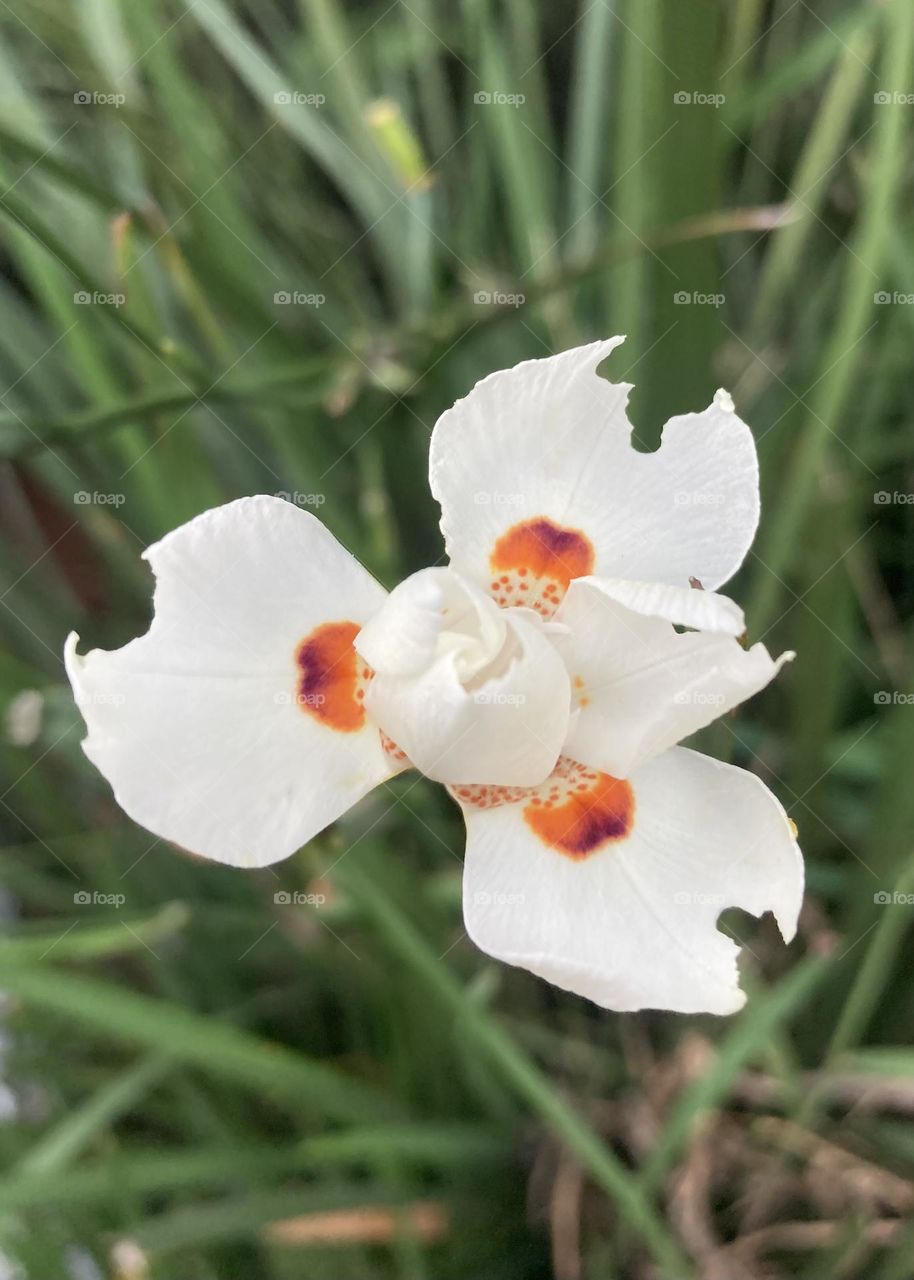 🌹 🇺🇸 Very beautiful flowers to brighten our day.  Live nature and its beauty. Did you like the delicate petals? / 🇧🇷 Flores muito bonitas para alegrar nosso dia. Viva a natureza e sua beleza. Gostaram das pétalas delicadas? 