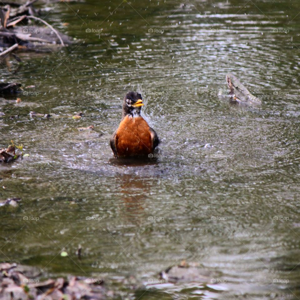 A robin having a little fun splashing around in the water 