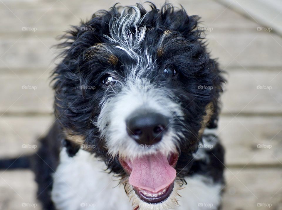 A happy and healthy three month old Bernedoodle.