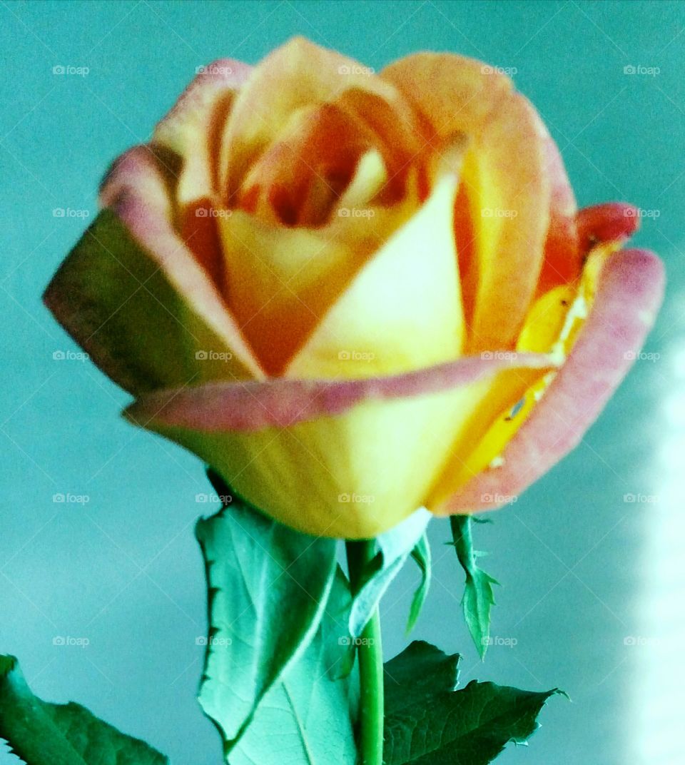 Yellow Rose