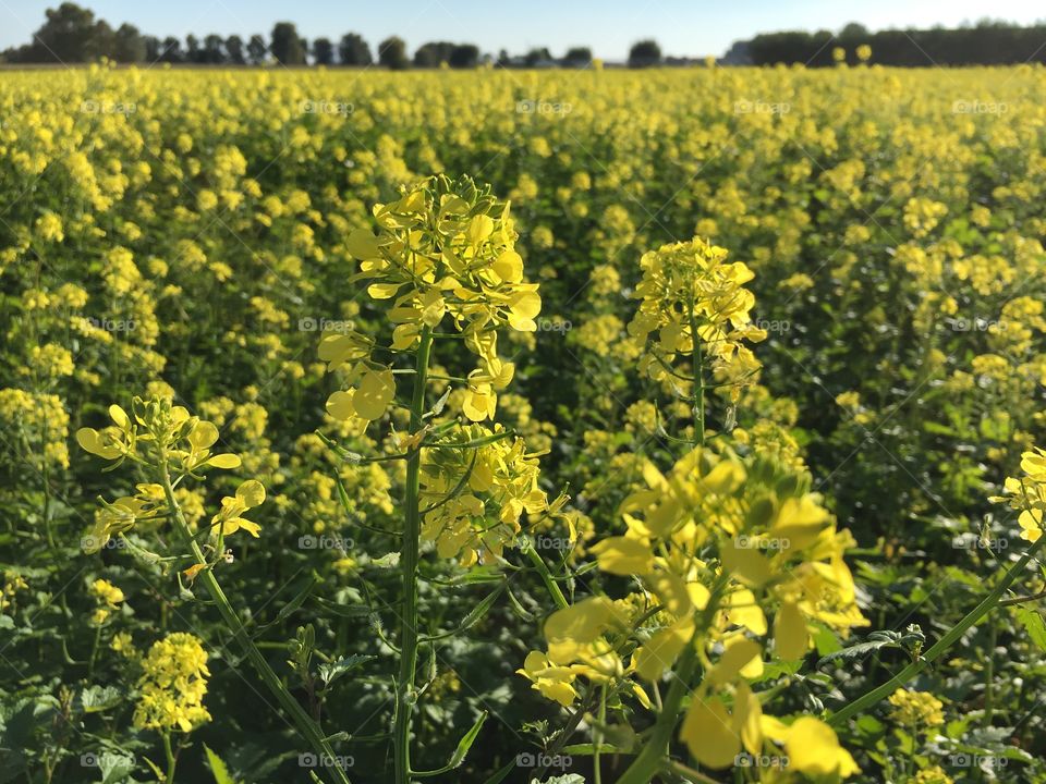 Rapeseed