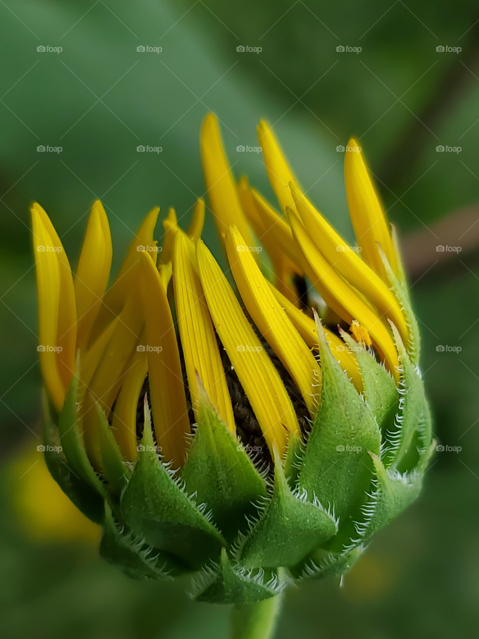 Closeup of a North American common sunflower before full bloom.