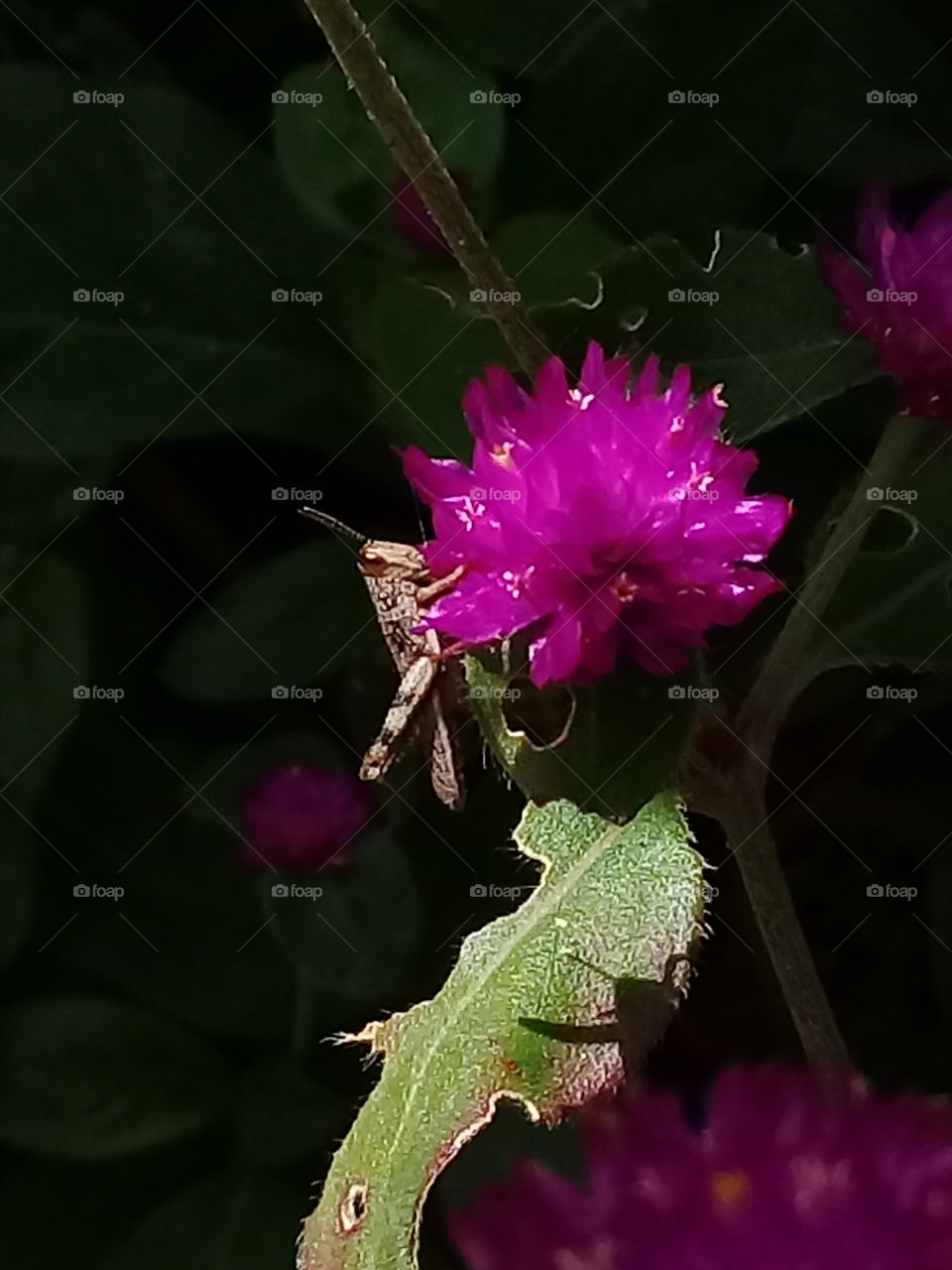 grasshopper above flowers