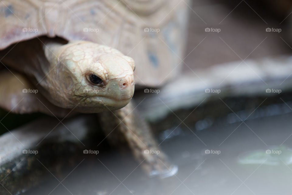 Reptile, Turtle, Wildlife, Nature, No Person