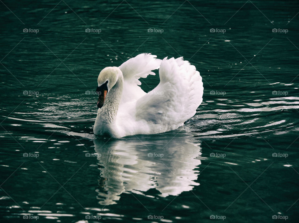 Beautiful swan swimming on water