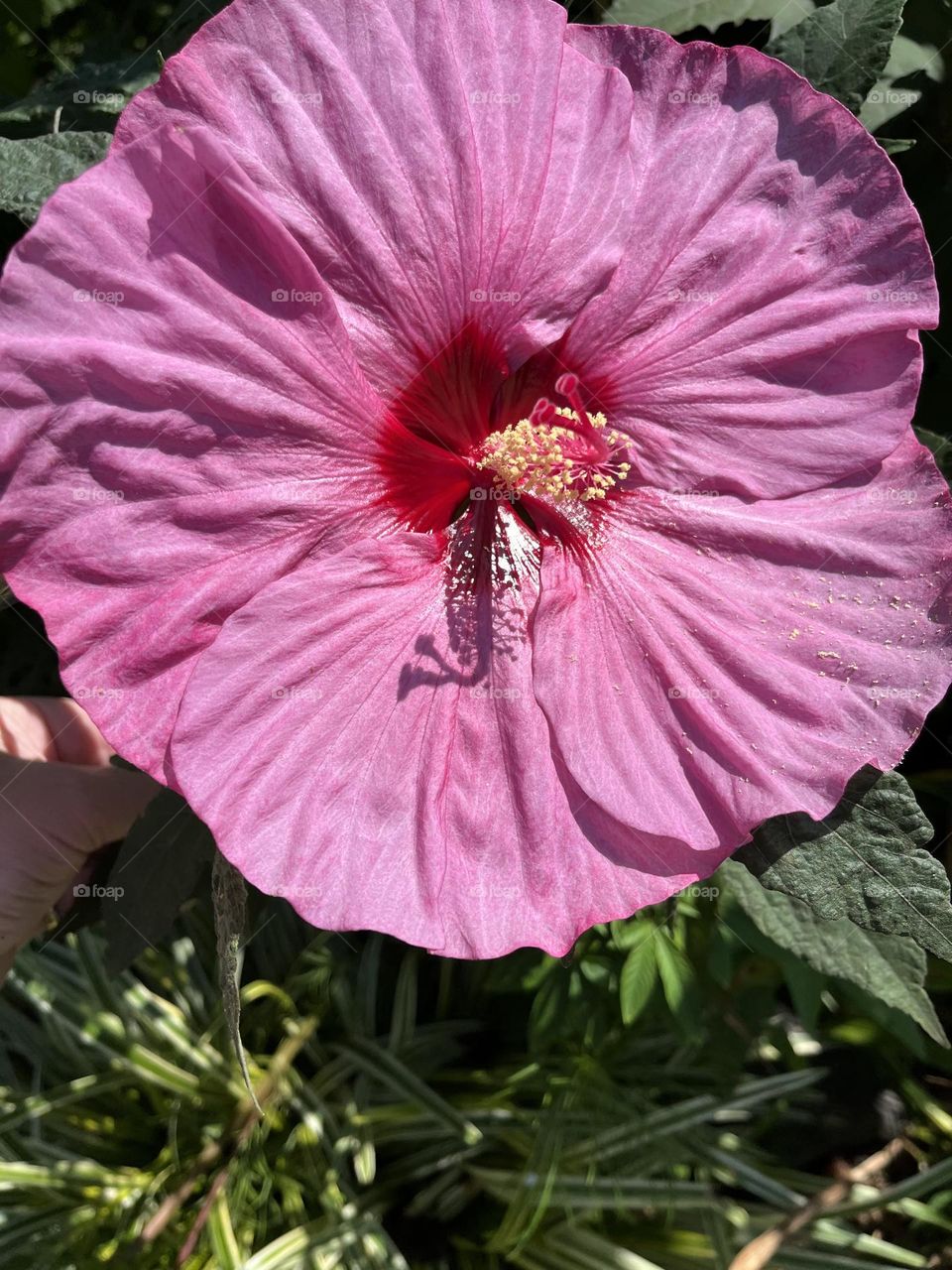 Glorious pink summer hibiscus 