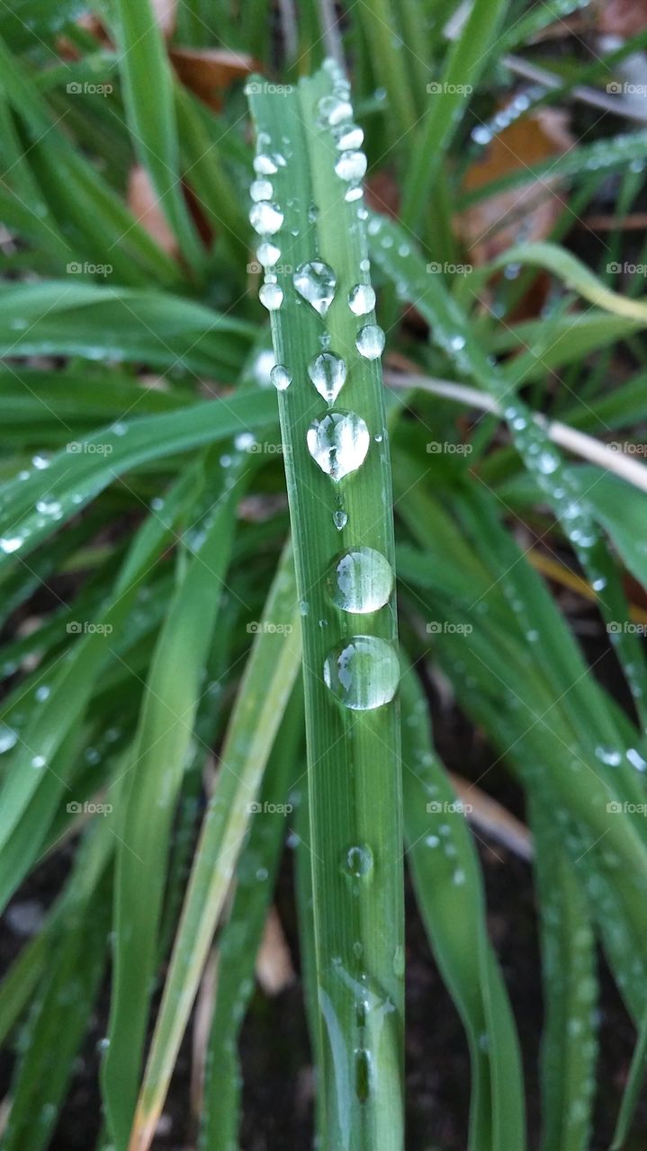 water drops