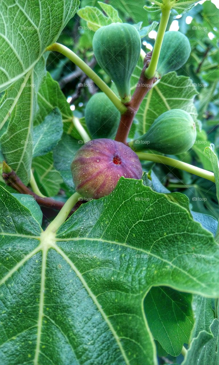 Fig