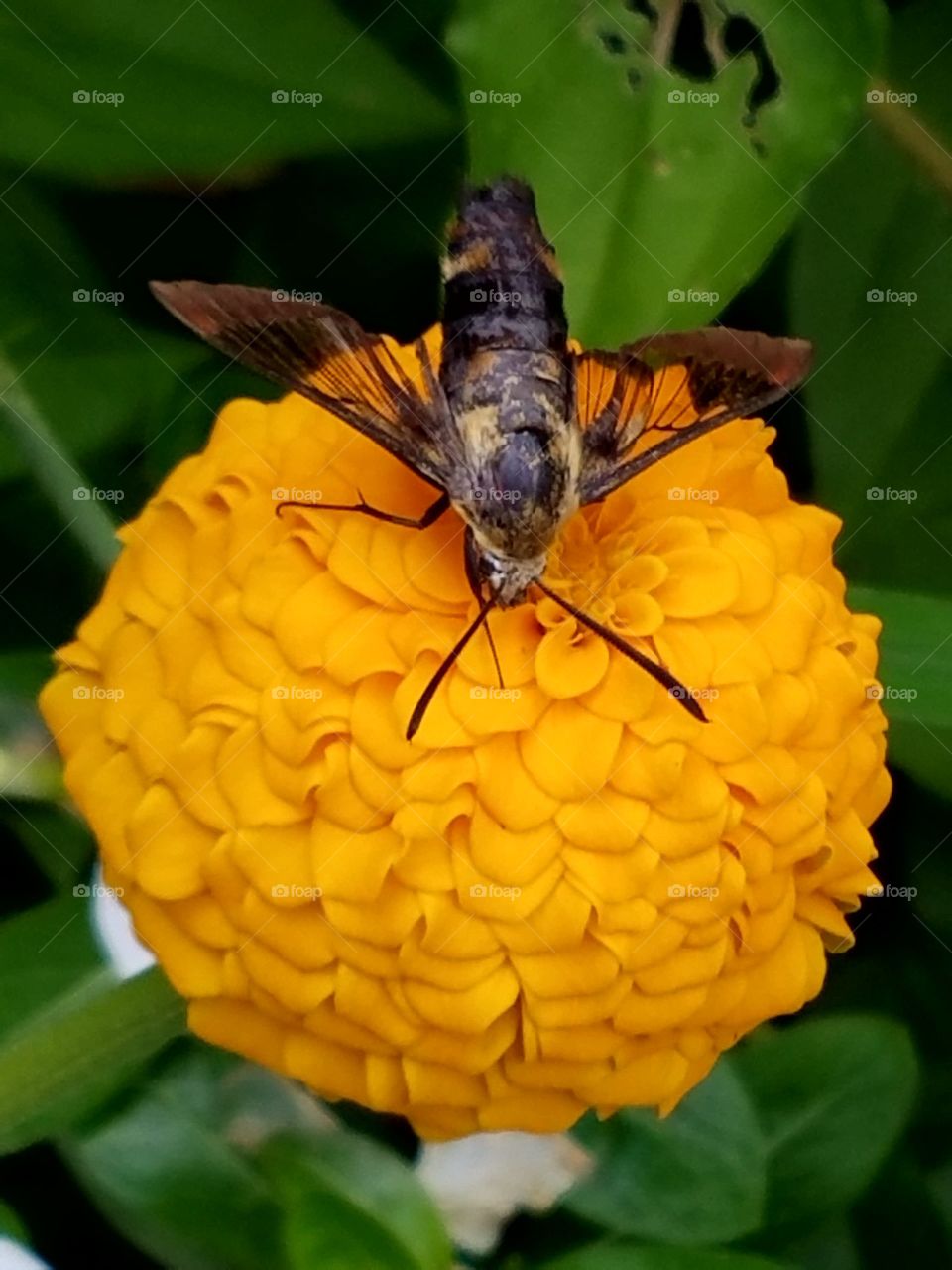 Marigold with hummingbird moth