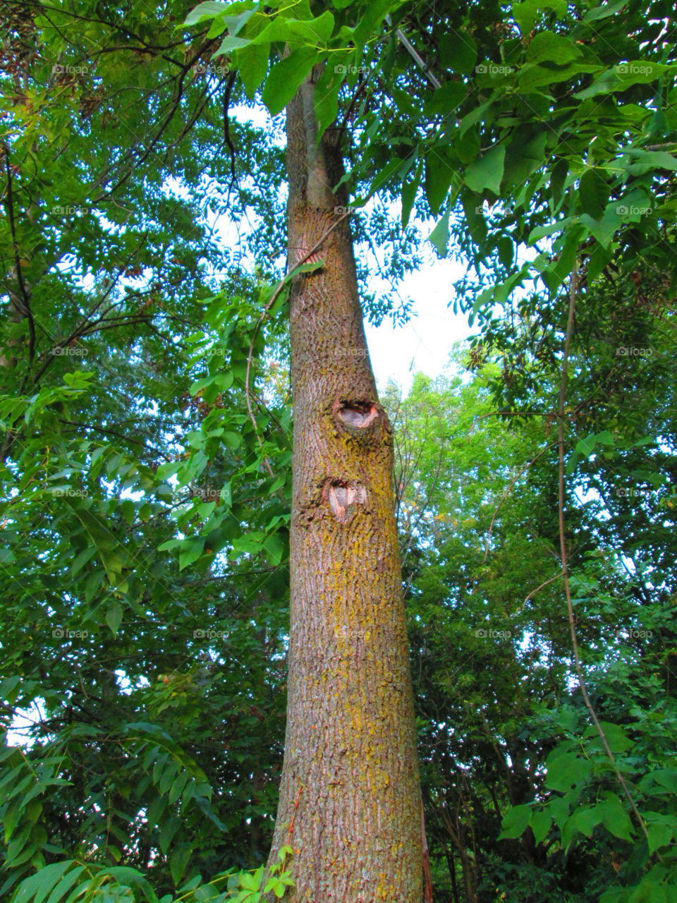 sky green nature tree by ashley77