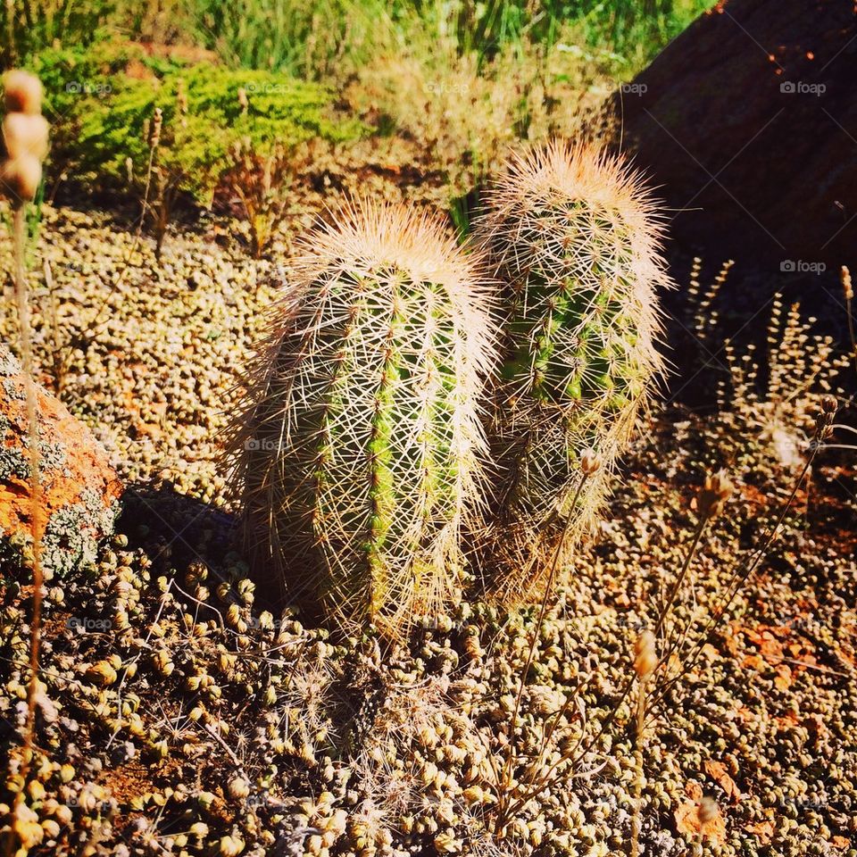 Cactus