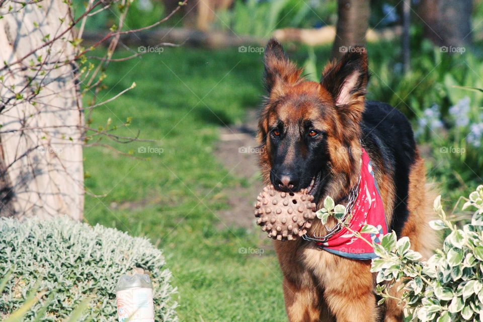 Throw me a ball mommy? Pretty please?