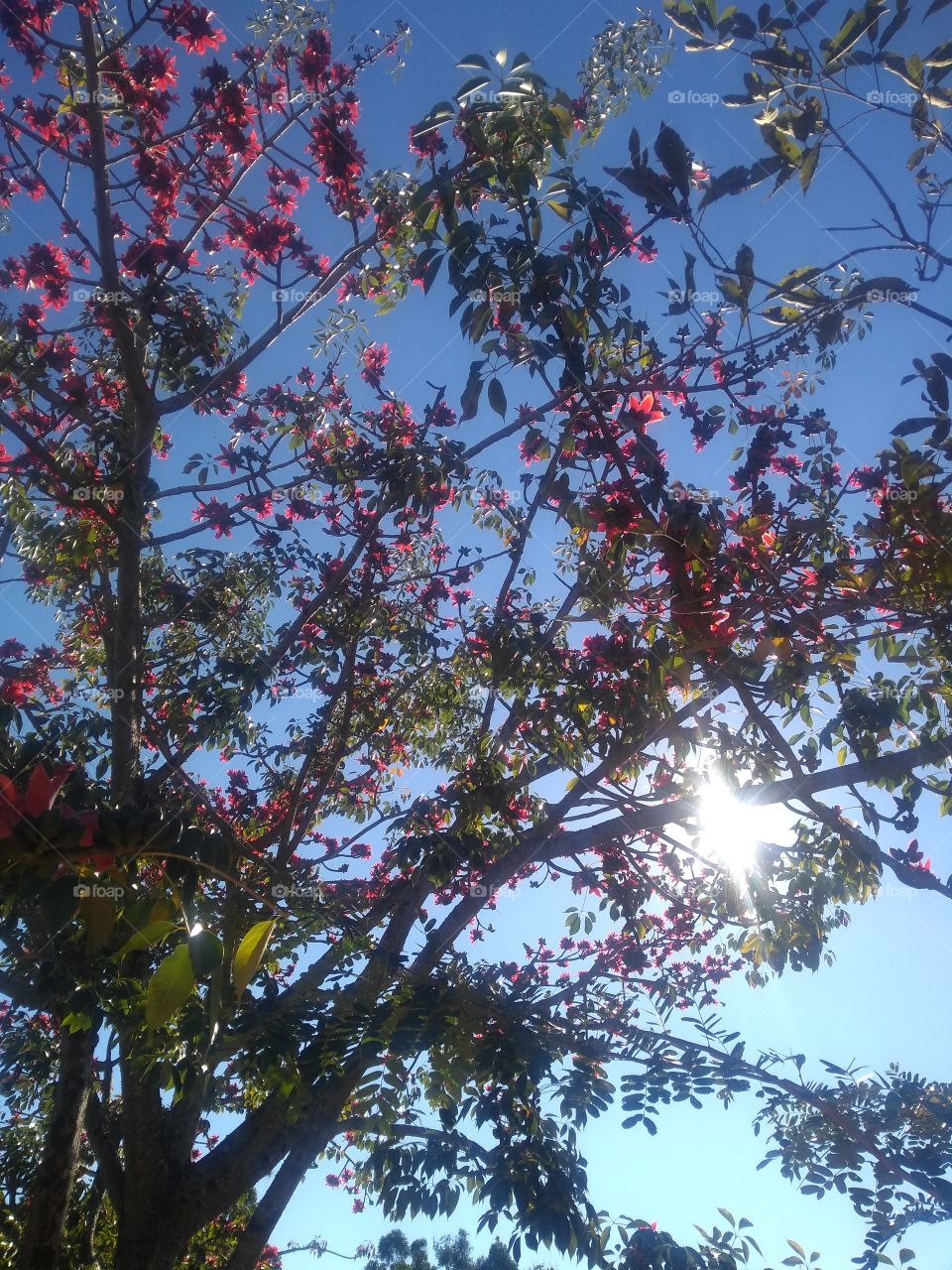 Beautiful tree with red flowers.../ Linda árvore de flores vermelhas...