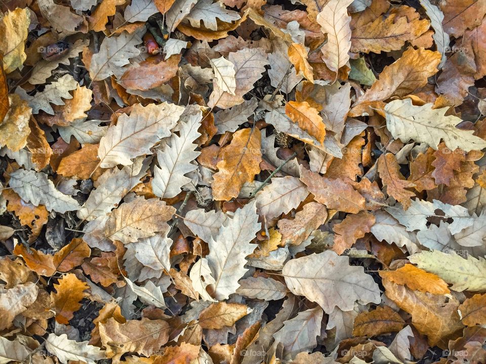 Pile of brown oak leaves fallen on the ground