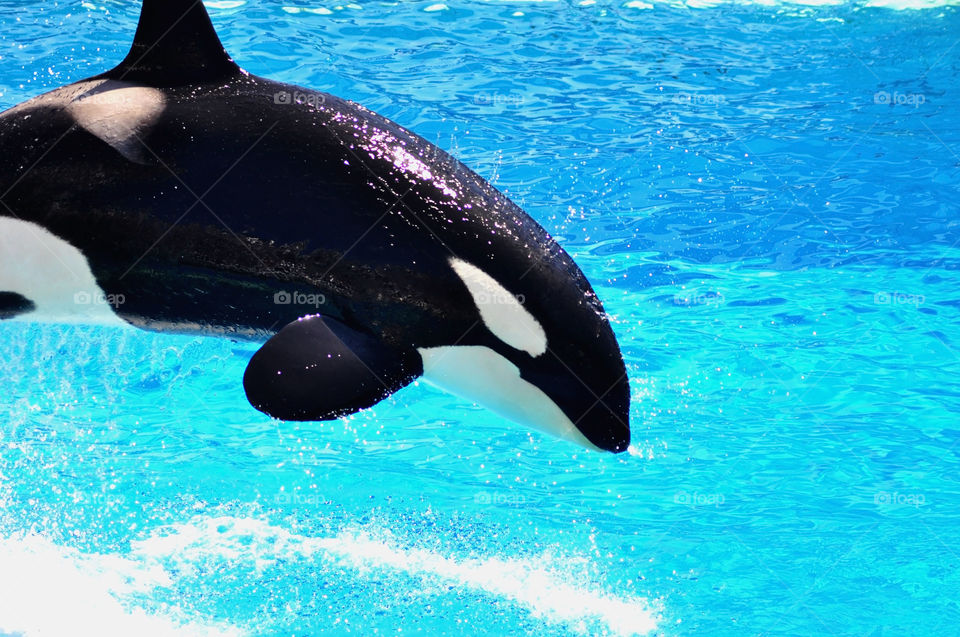 SeaWorld has announced that they will soon be phasing out their famous killer whale shows.