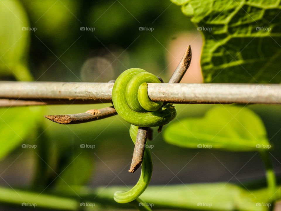 green vine plant attached to metal wire