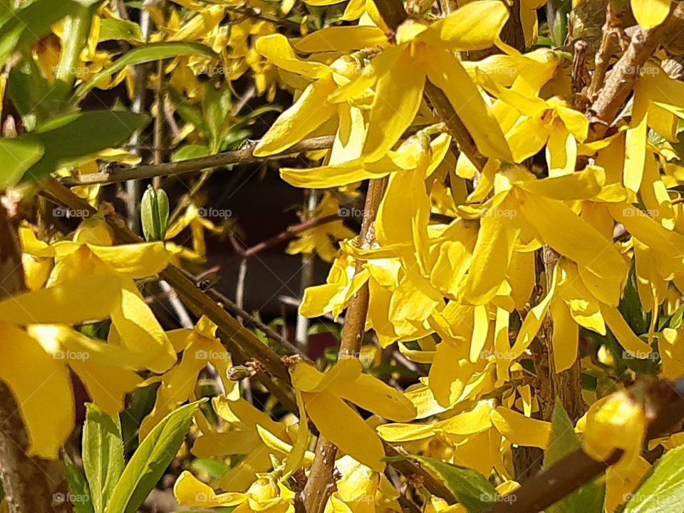 yellow flowers in springtime