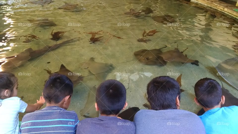 Stingray Bay. Kids touching stingrays