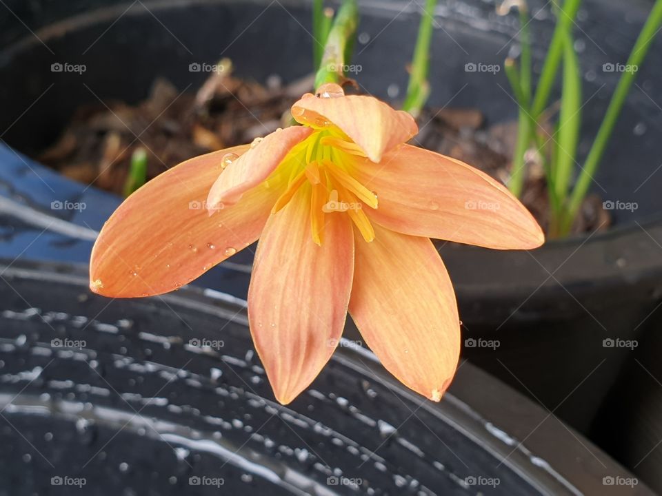 beautiful flowers in my garden