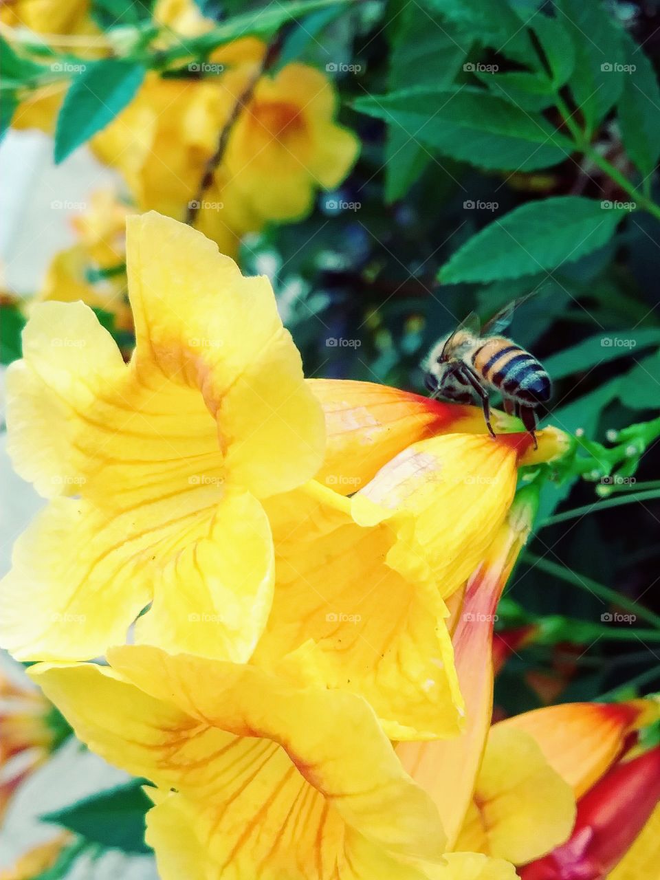 yellow flowers and bee