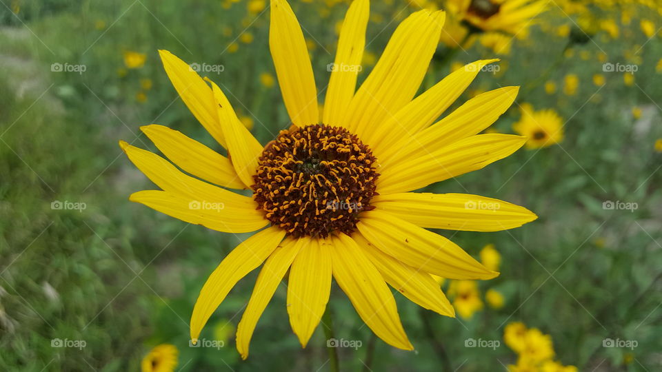 picture of a flower in a field of flowers