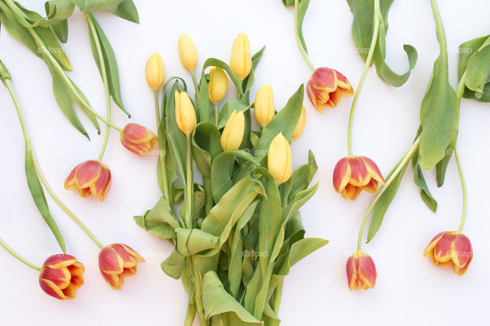 Colorful tulips 