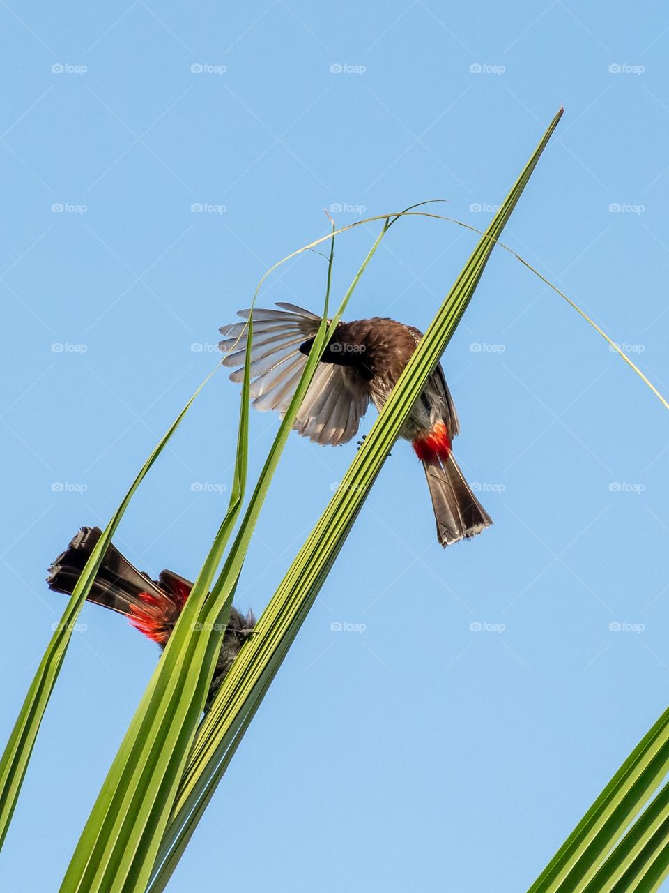 Red-vented bulbul