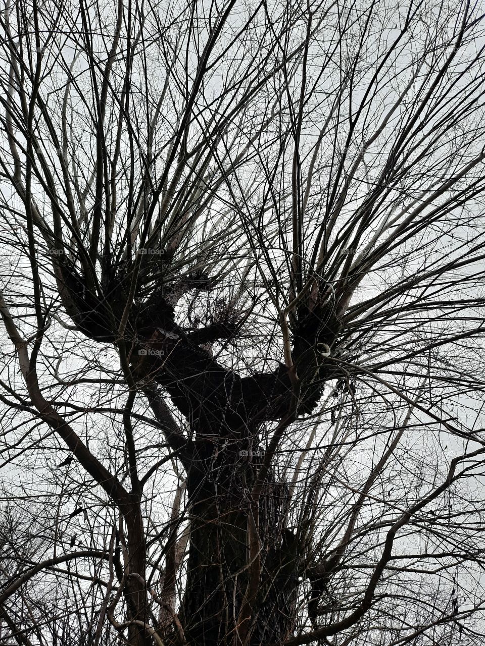 trees around us - old gray willow tree in winter