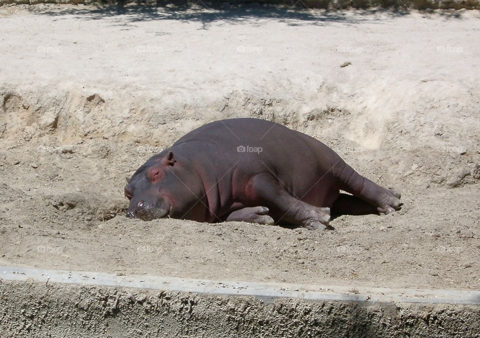 Hipopótamo descansando