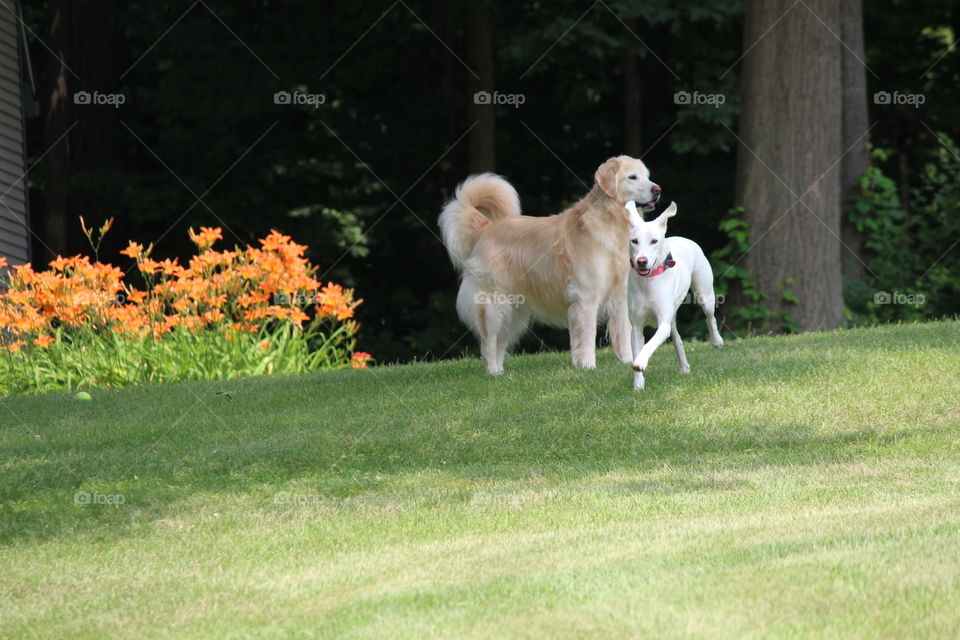 kaci and Elle enjoying the outdoors on a beautiful sunny Michigan summer