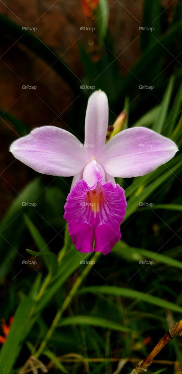 Flor delicada en hermosos tonos lila, del jardín de Don Pablo. La Ceiba, Honduras