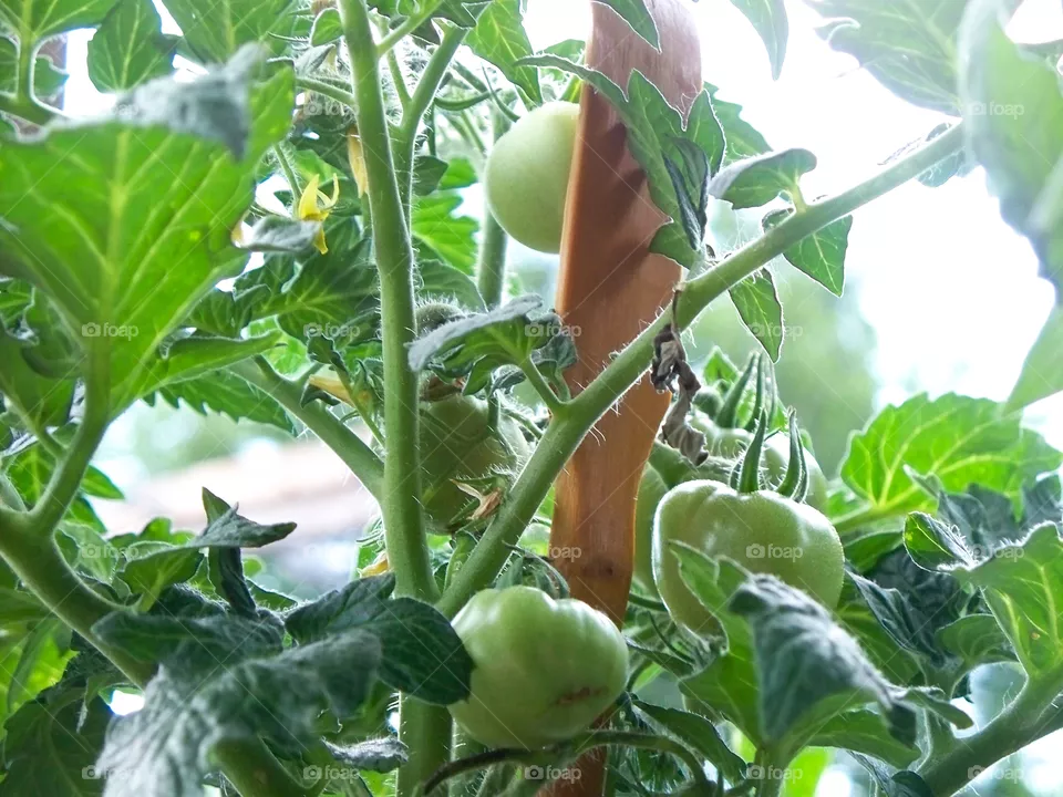Tomatoes