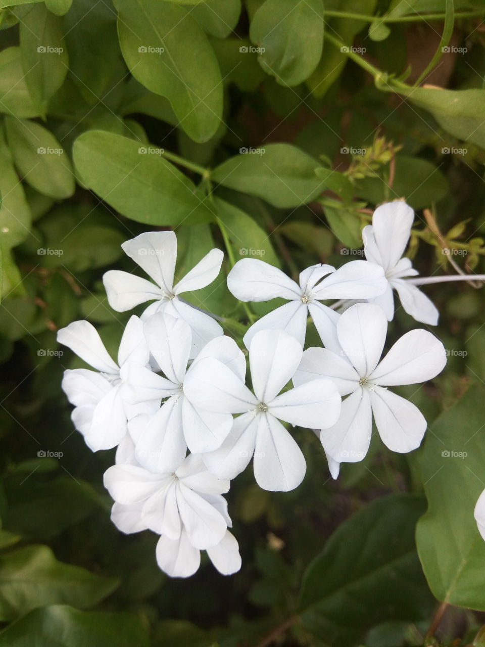 Nature, Flora, Leaf, Flower, Closeup